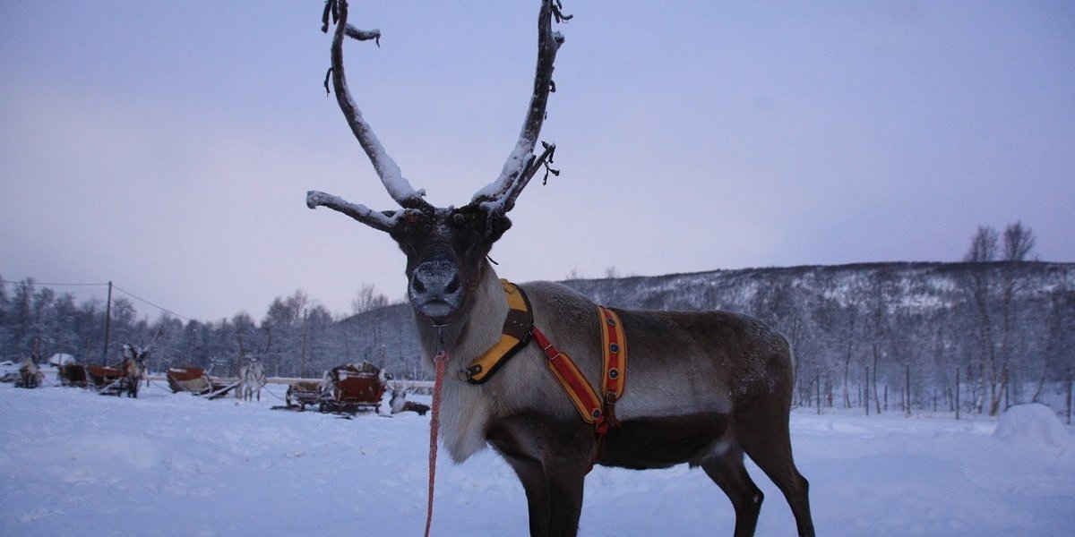 フィンランド SIM