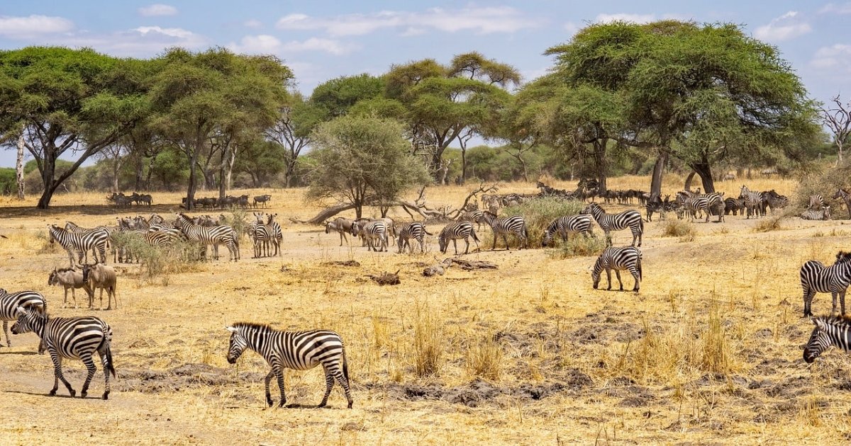 タンザニア SIM